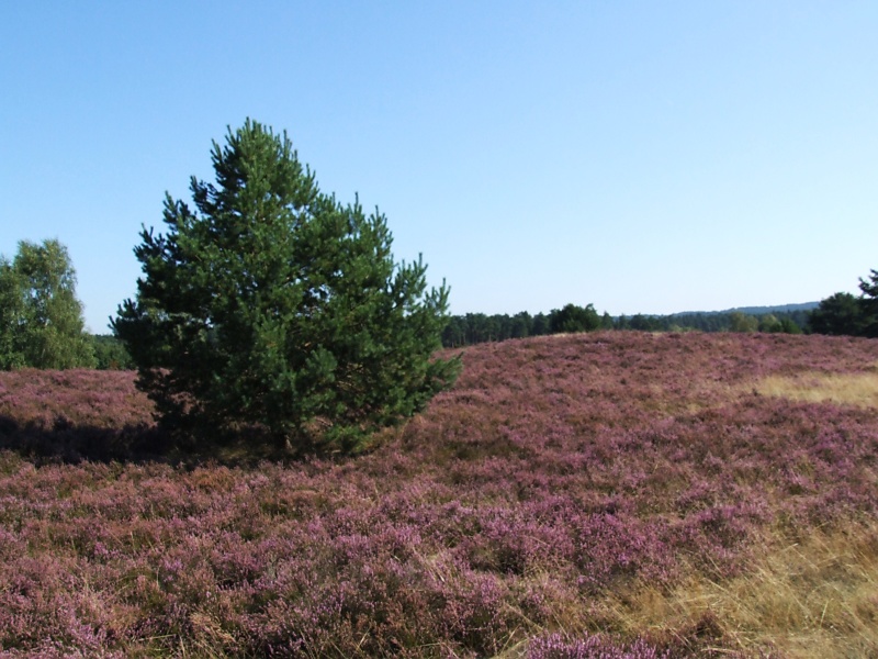 Lüneburger Heide