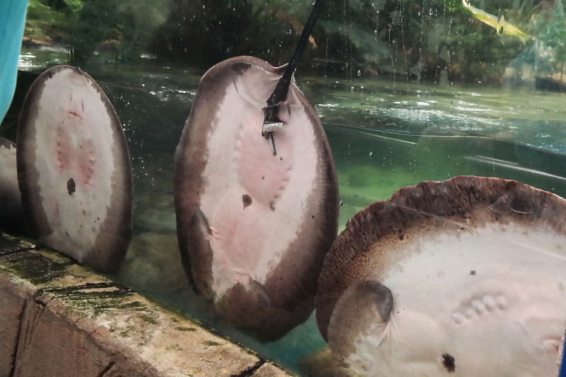 Herrenhäuser Gärten und Sealife in Hannover