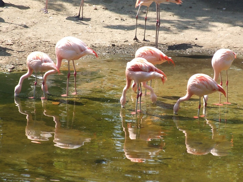 Flamingos im Zoo Hannover