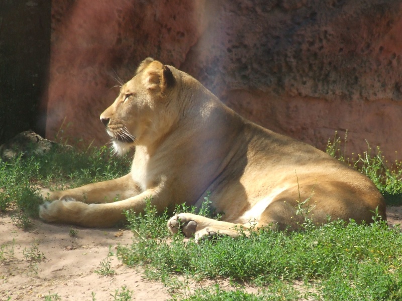 Löwe im Zoo Hannover