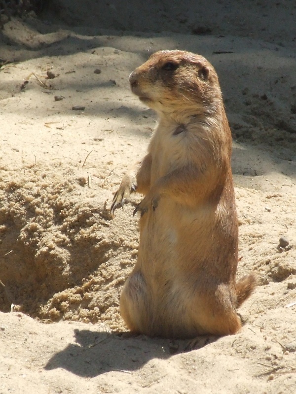 Erdmännchen im Zoo Hannover