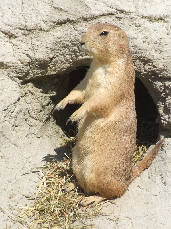 Erdmännchen im Zoo Hannover