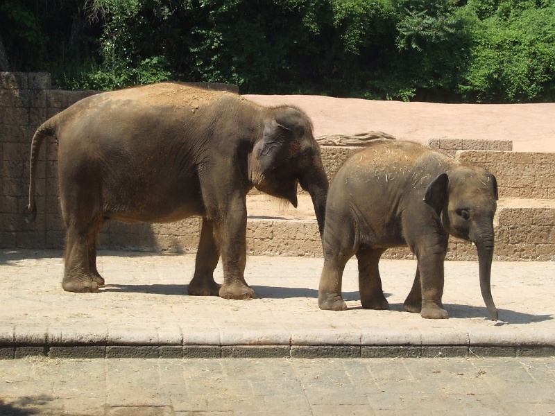 Elefanten im Zoo Hannover