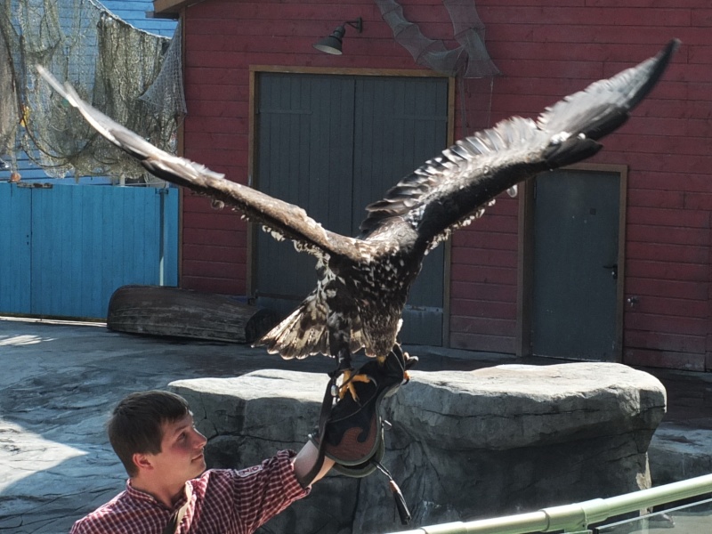 Weißkopfseeadler im Zoo Hannover