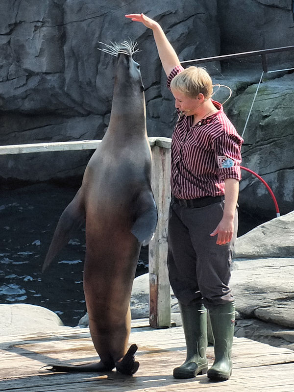 Dressierte Kalifornische Seelöwen im Zoo Hannover