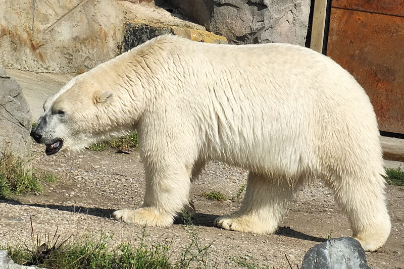 Eisbär im Zoo Hannover