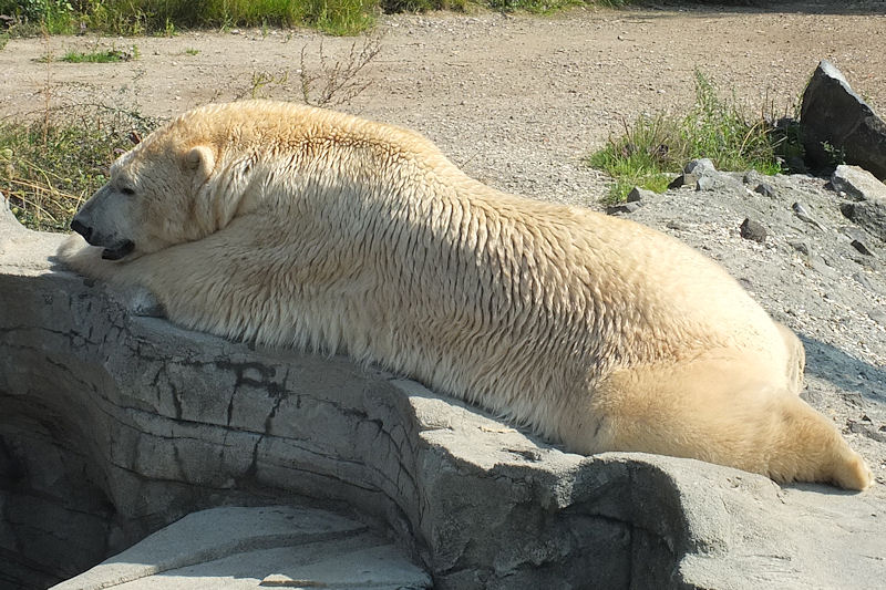 Eisbär im Zoo Hannover
