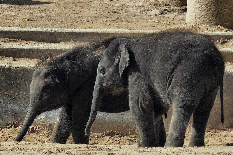 Junge Elefanten im Zoo Hannover