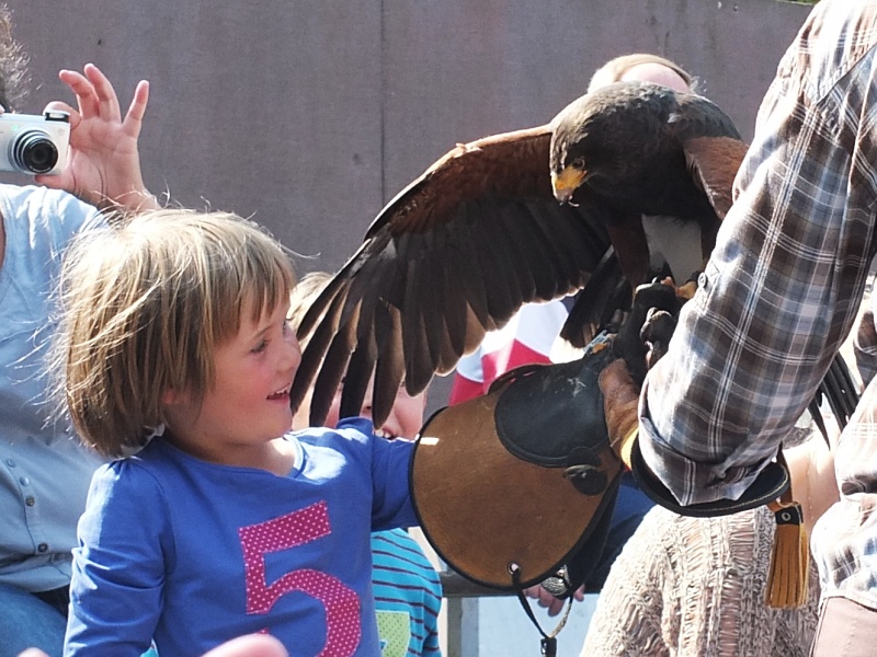 Bussard im Zoo in Hannover