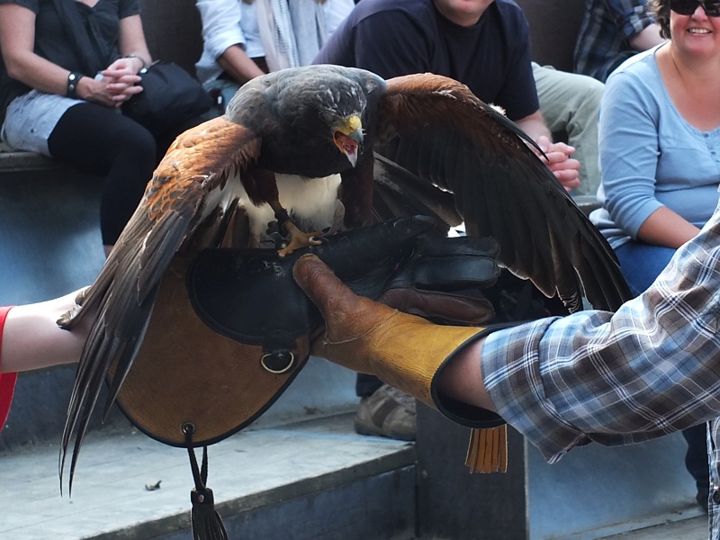 Bussard im Zoo in Hannover