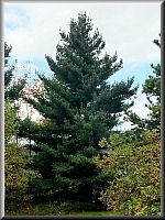 Arboretum (Weltwald) bei Bad Grund im Harz
