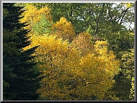 Arboretum (Weltwald) bei Bad Grund im Harz