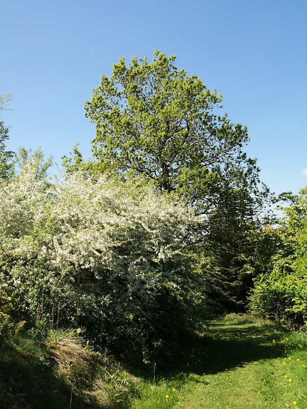 Arboretum (Weltwald) bei Bad Grund im Harz