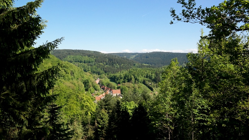 Arboretum (Weltwald) bei Bad Grund im Harz
