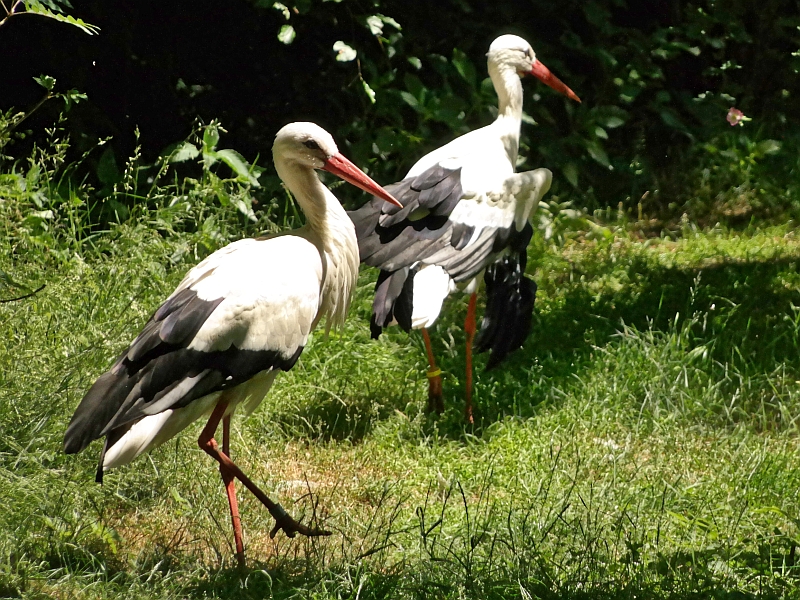 Tierpark bei Thale im Harz