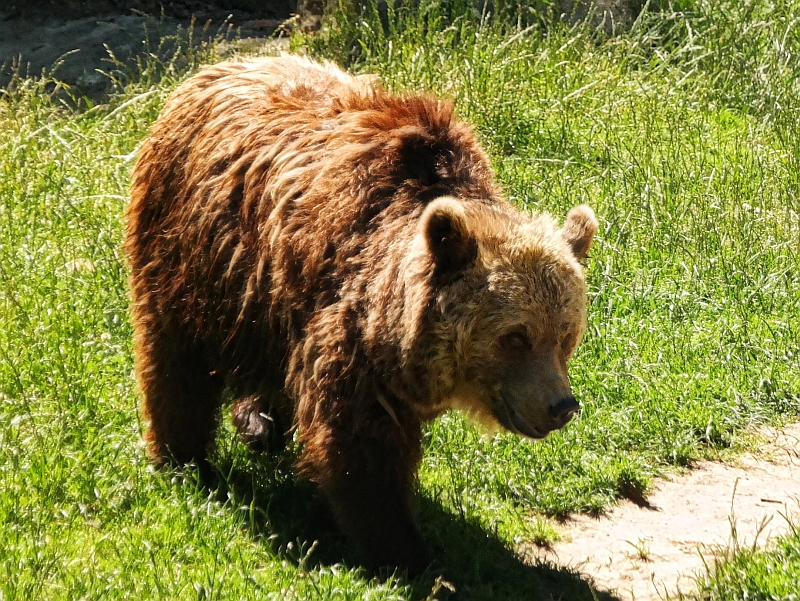 Tierpark bei Thale im Harz