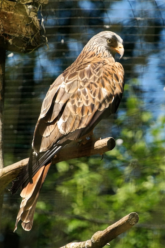 Tierpark bei Thale im Harz