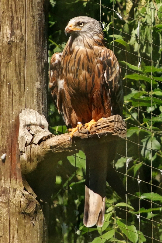 Tierpark bei Thale im Harz