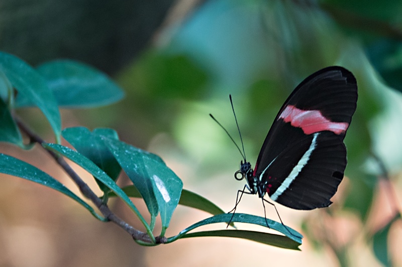 Schmetterlinge in den Herrenhäuser Gärten