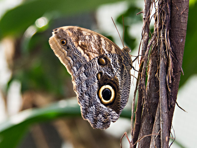 Schmetterlinge in den Herrenhäuser Gärten