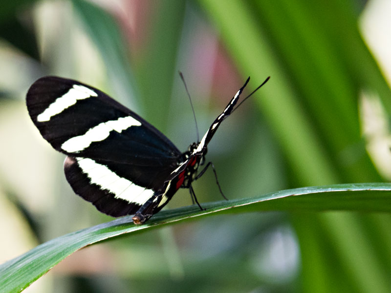 Schmetterlinge in den Herrenhäuser Gärten