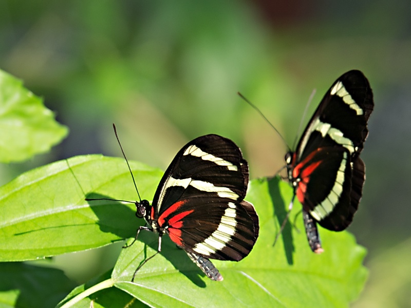 Schmetterlinge in den Herrenhäuser Gärten