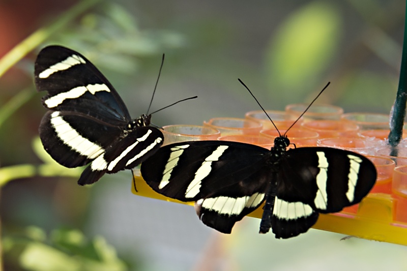 Schmetterlinge in den Herrenhäuser Gärten