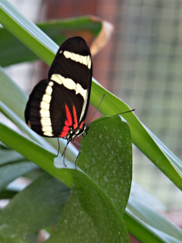 Schmetterlinge in den Herrenhäuser Gärten