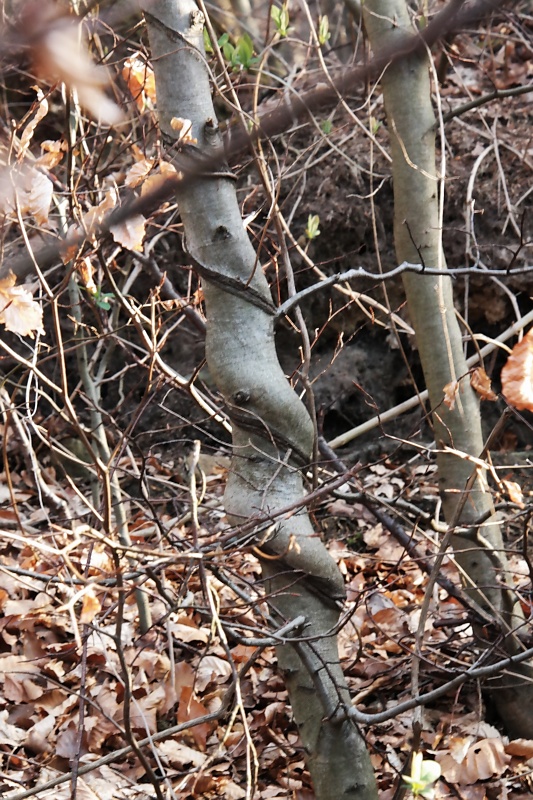 Im Oderwald