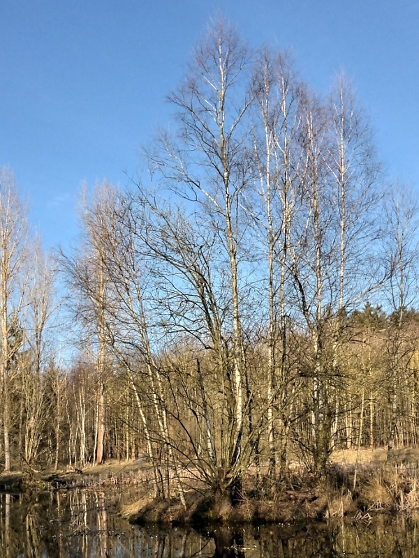 Ziegeleiteich im Oderwalde