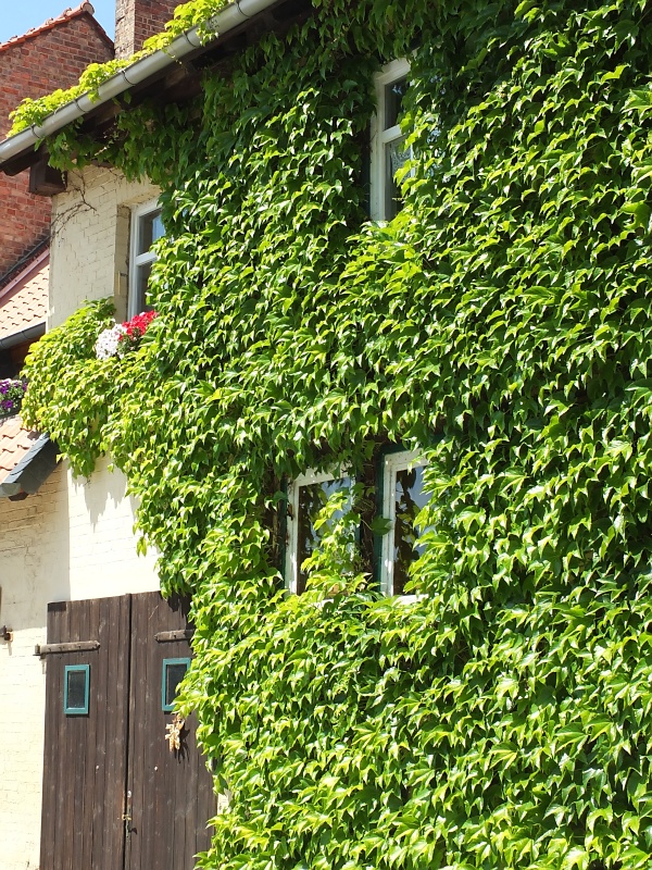 Historische Altstadt von Osterwiek am Harz