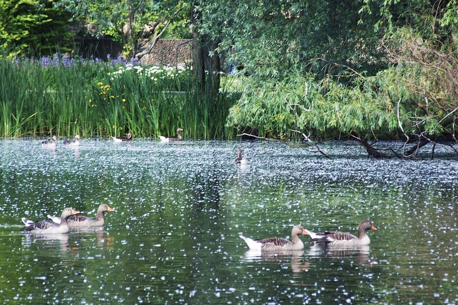 Graugnse auf dem Dowesee im Schulgarten in Braunschweig