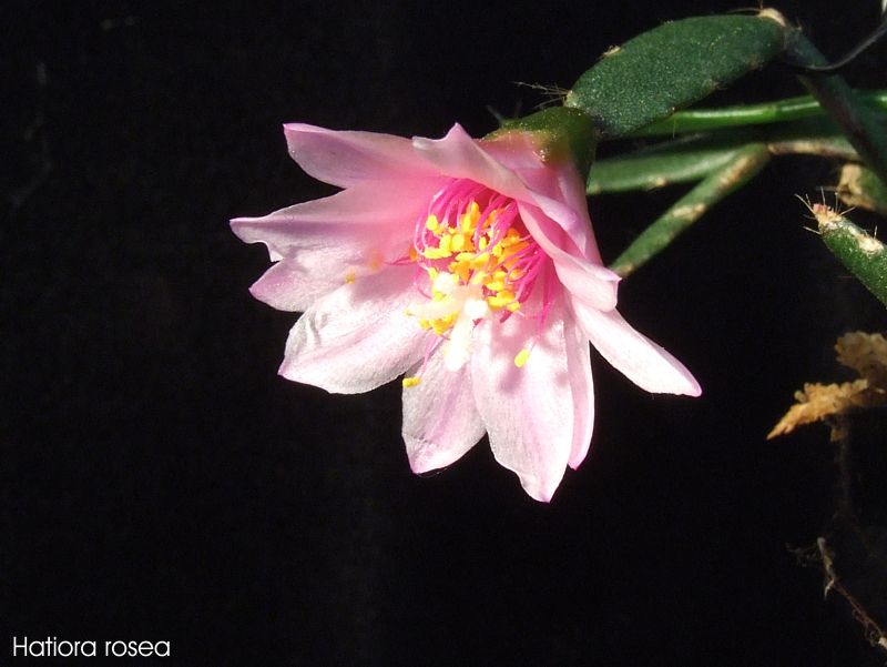 Hatiora rosea