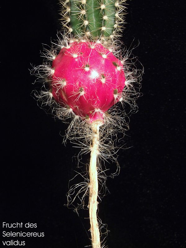 Frucht des Selenicereus validus