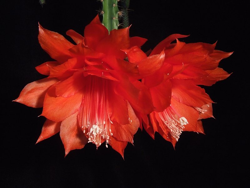 Pleione aurita