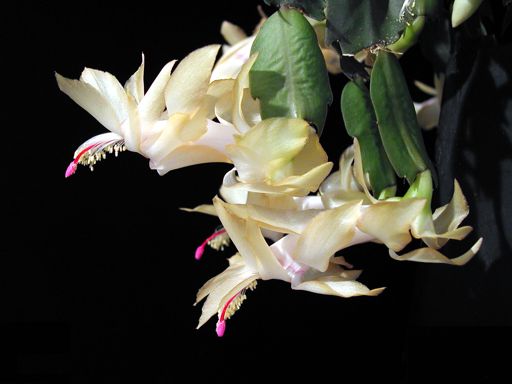 Schlumbergera-Hybride