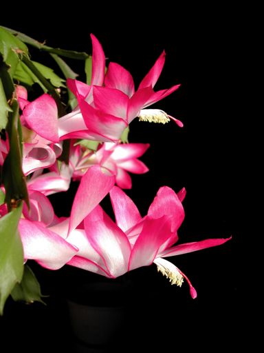 Schlumbergera-Hybride