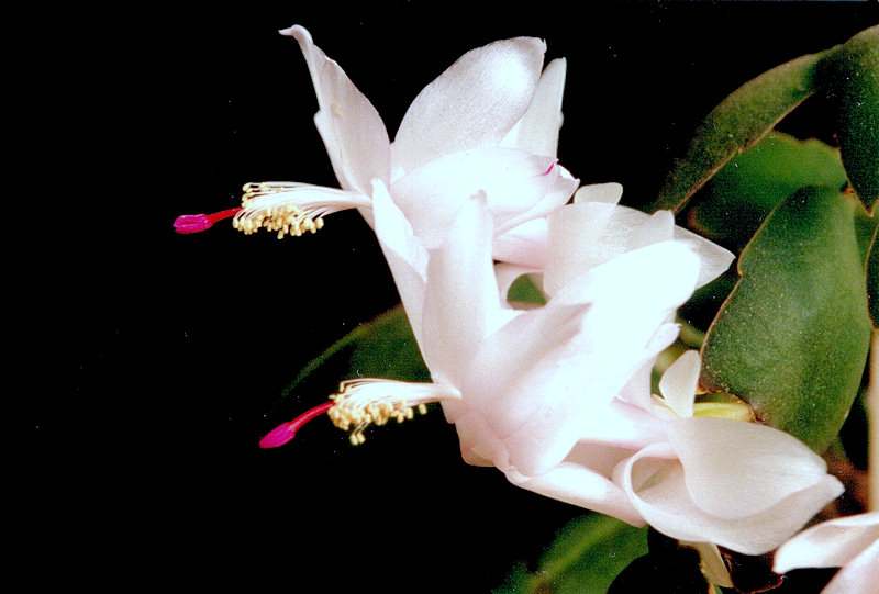 Schlumbergera-Hybride