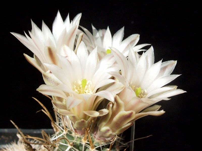 Pediocactus papyracanthus