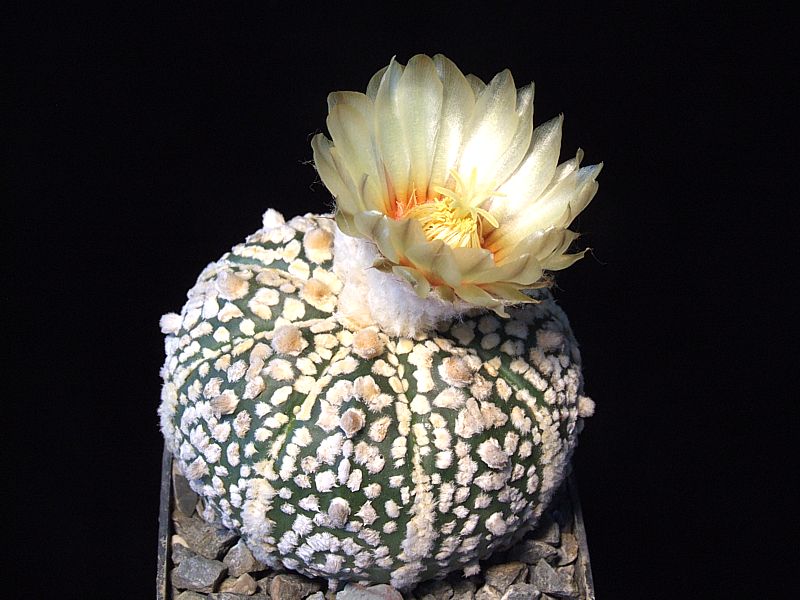 Astrophytum asterias cv. Super Kabuto