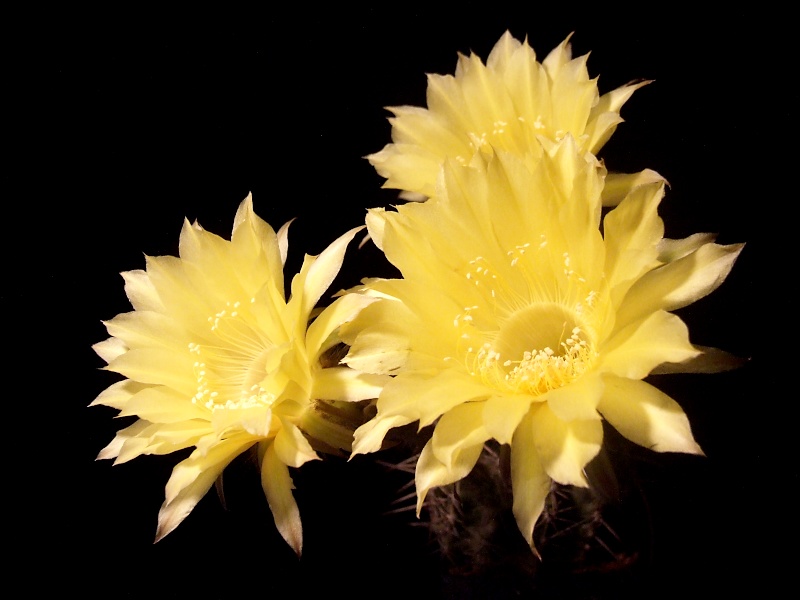Echinopsis-Hybride Golden Dream