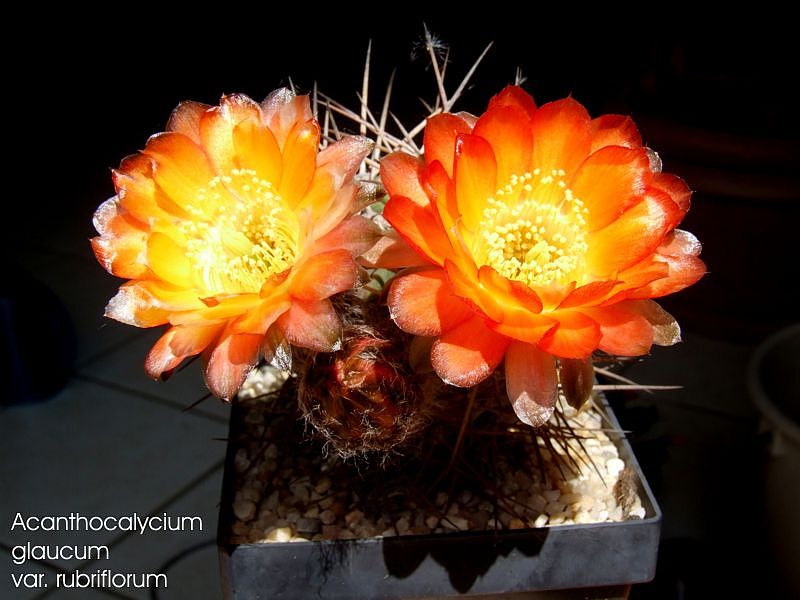Acanthocalycium glaucum var. rubriflorum