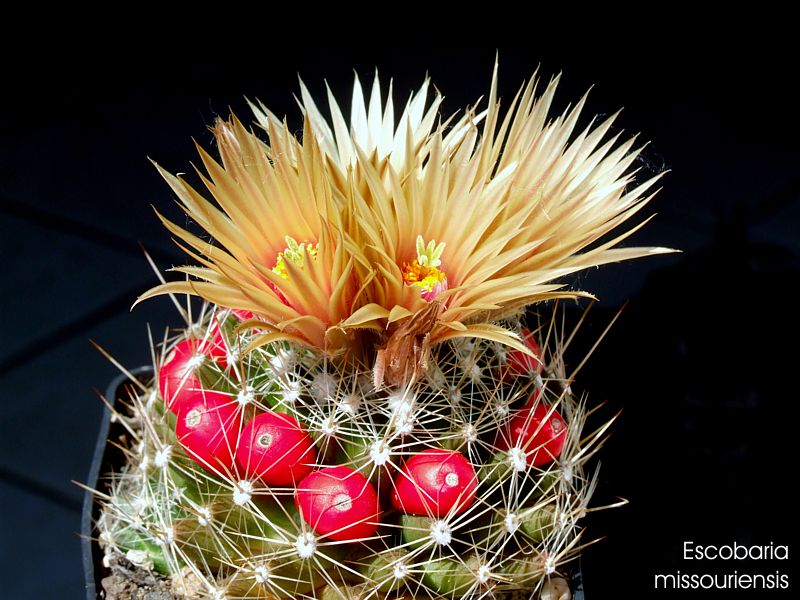 Escobaria missouriensis