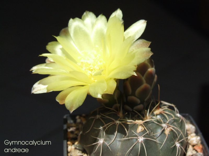 Gymnocalycium andreae