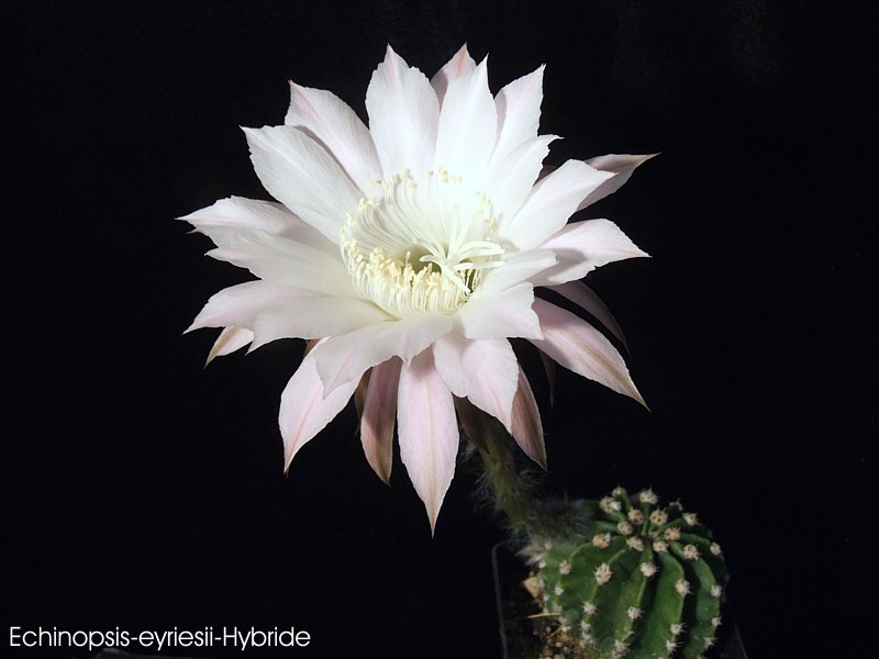 Echinopsis-eyriesii-Hybride