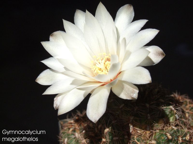 Gymnocalycium megalothelos