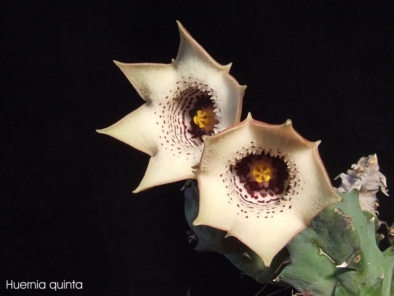 Huernia quinta