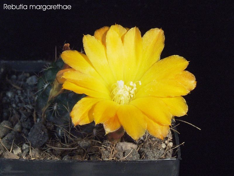 Rebutia margarethae