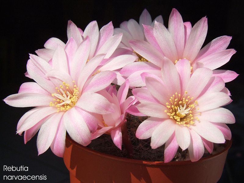 Rebutia narvaecensis