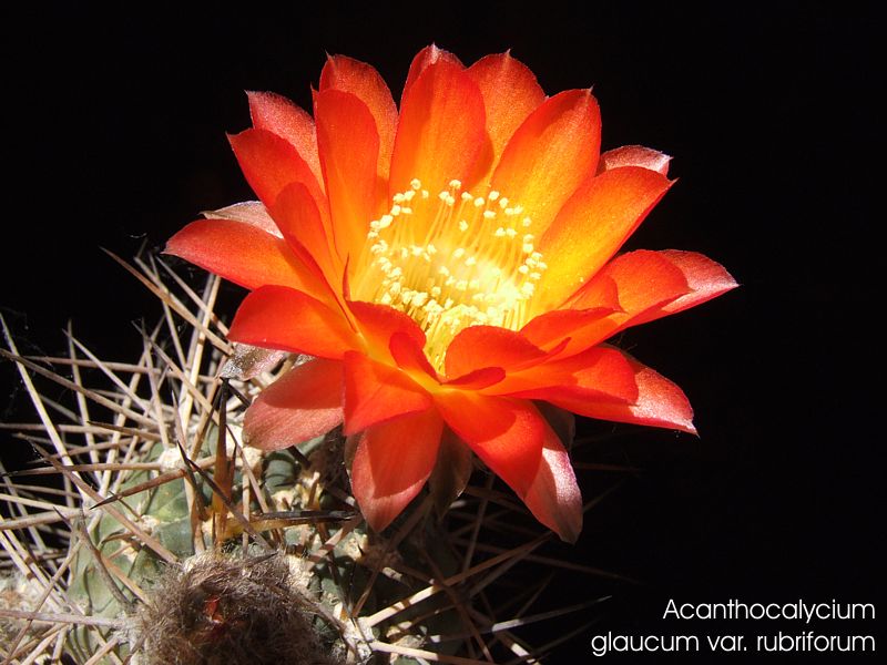 Acanthocalycium glaucum var. rubriflorum